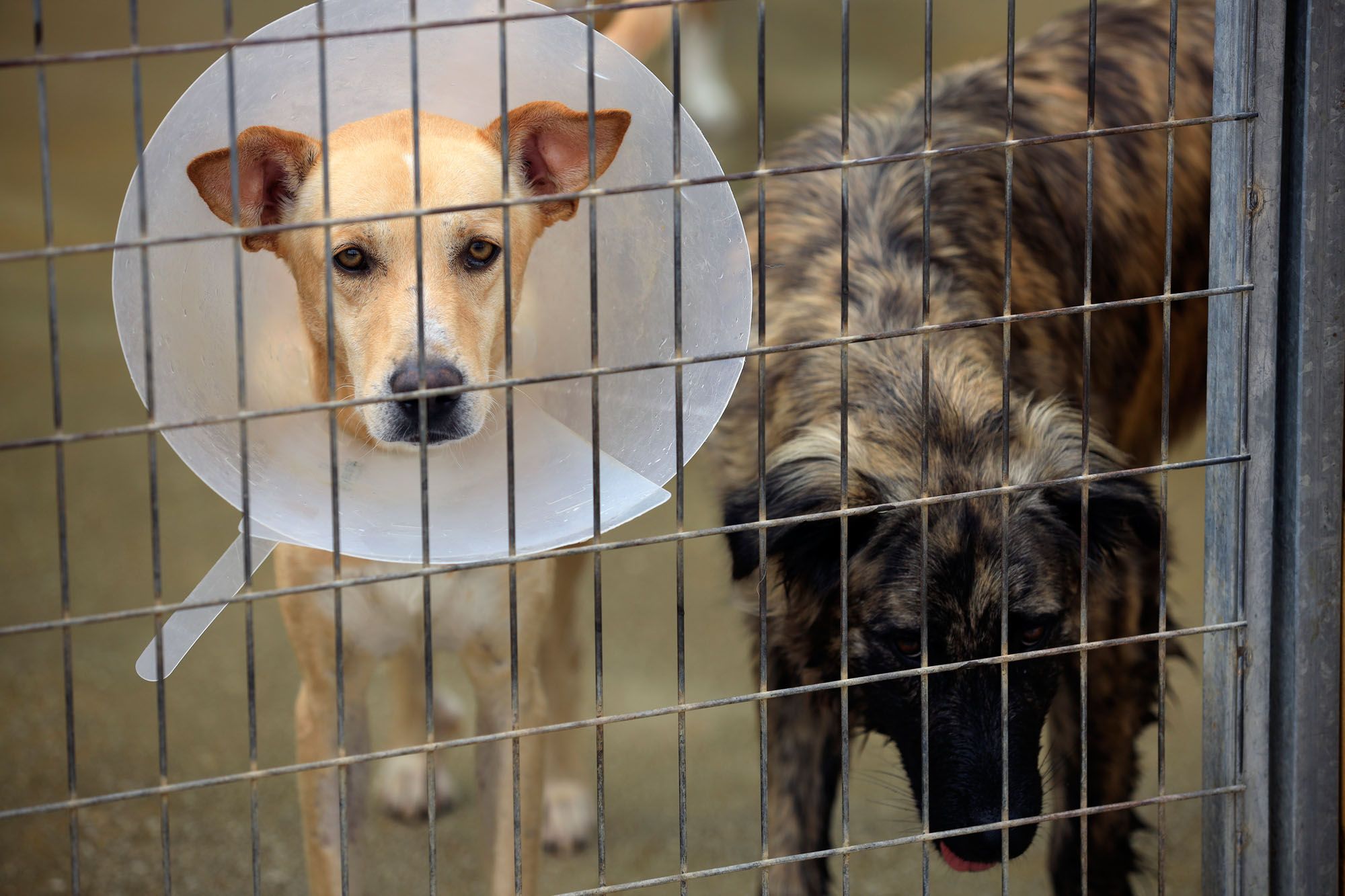 Estado de la Protectora de Animales de Málaga en julio de 2022