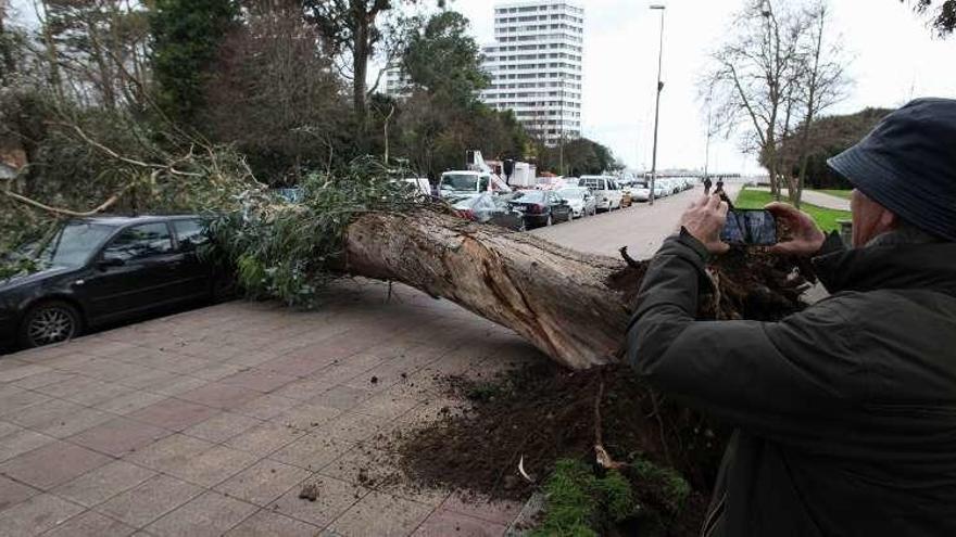 Un ciudadano fotografía con su móvil el enorme eucalipto.