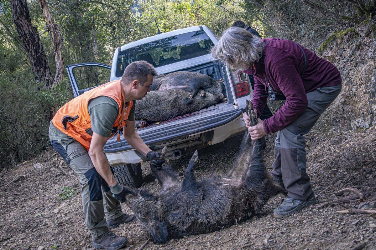 Así funciona una batida de caza en Girona: seguridad, convivencia y control del jabalí