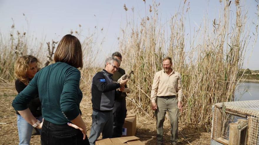 El Clot de Galvany de Elche recibe 20 ejemplares más de Cerceta Pardilla