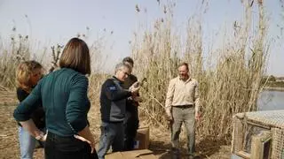 El Clot de Galvany de Elche recibe 20 ejemplares más de Cerceta Pardilla