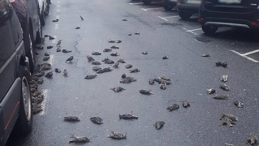 Estorninos fallecidos en el barrio de Caranza, en Ferrol.