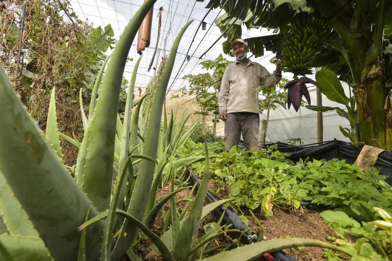 Huertos familiares ecológicos en Ingenio