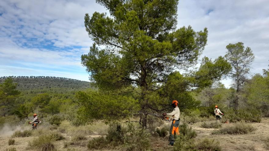 El roble valenciano recupera terreno frente al pino en el monte de la Font