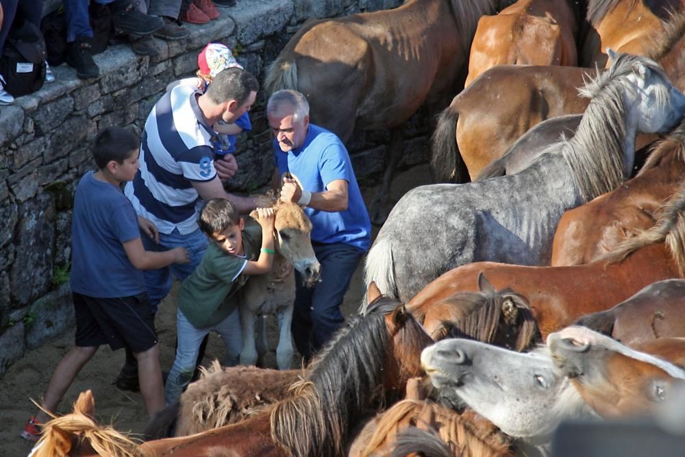 El primer curro de la Rapa das Bestas de Sabucedo // Bernabé / J. Carlos Asorey