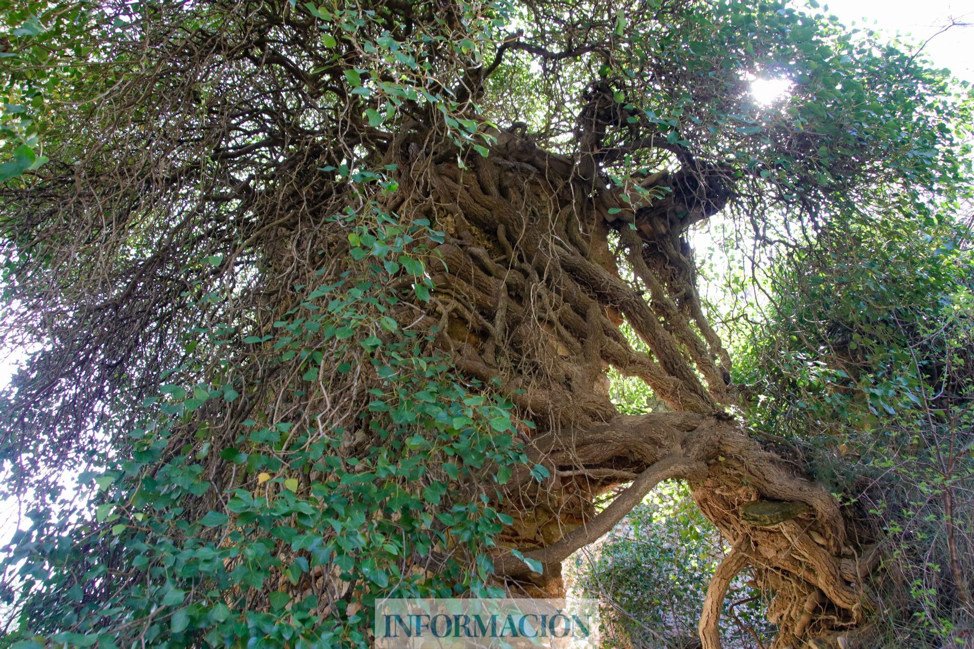 Ruta del encanto del barranco de la Encantada en Planes