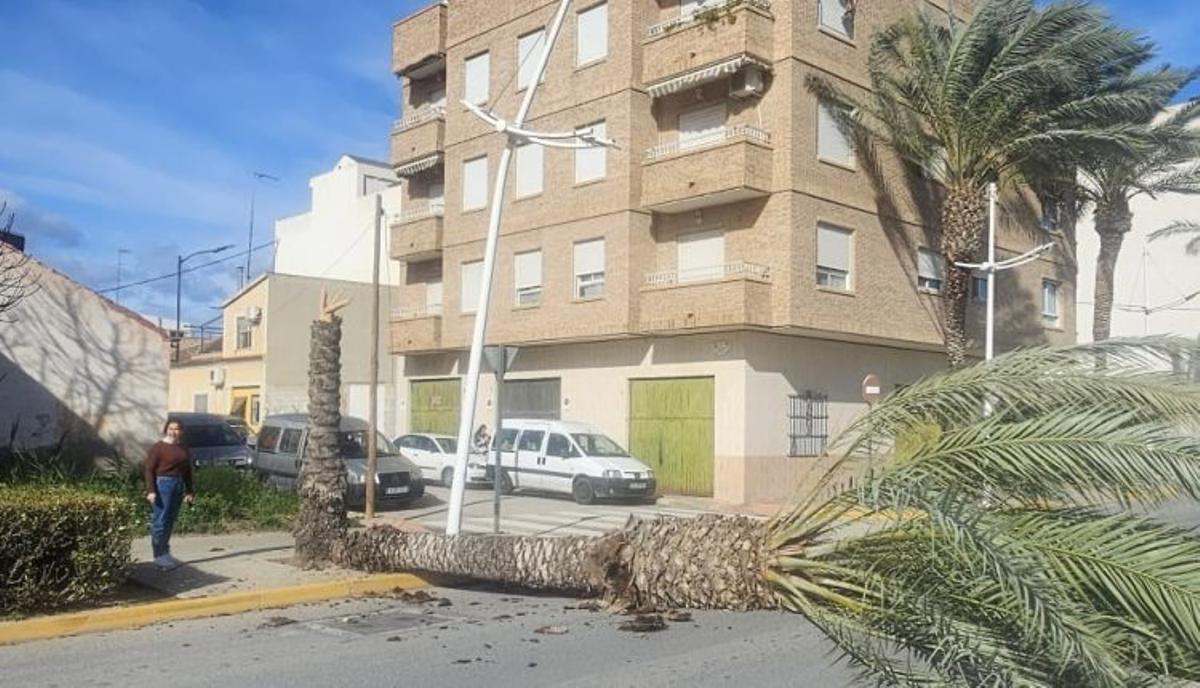 Una palmera cayó el jueves en la avenida de la Libertad a consencuencia del fuerte viento