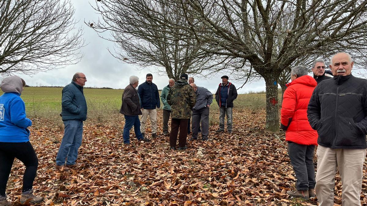 Participantes en la jornada visitan una parcela cultivada con castaños.