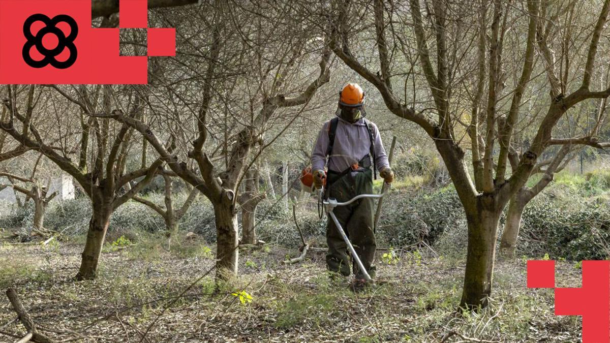 Un trabajador limpia la finca de la familia Reverter, en Sant Just Desvern, dentro del proyecto de recuperación de bancales de olivos que L'Olivera y Fundació La Pedrera desarrollan en Collserola.