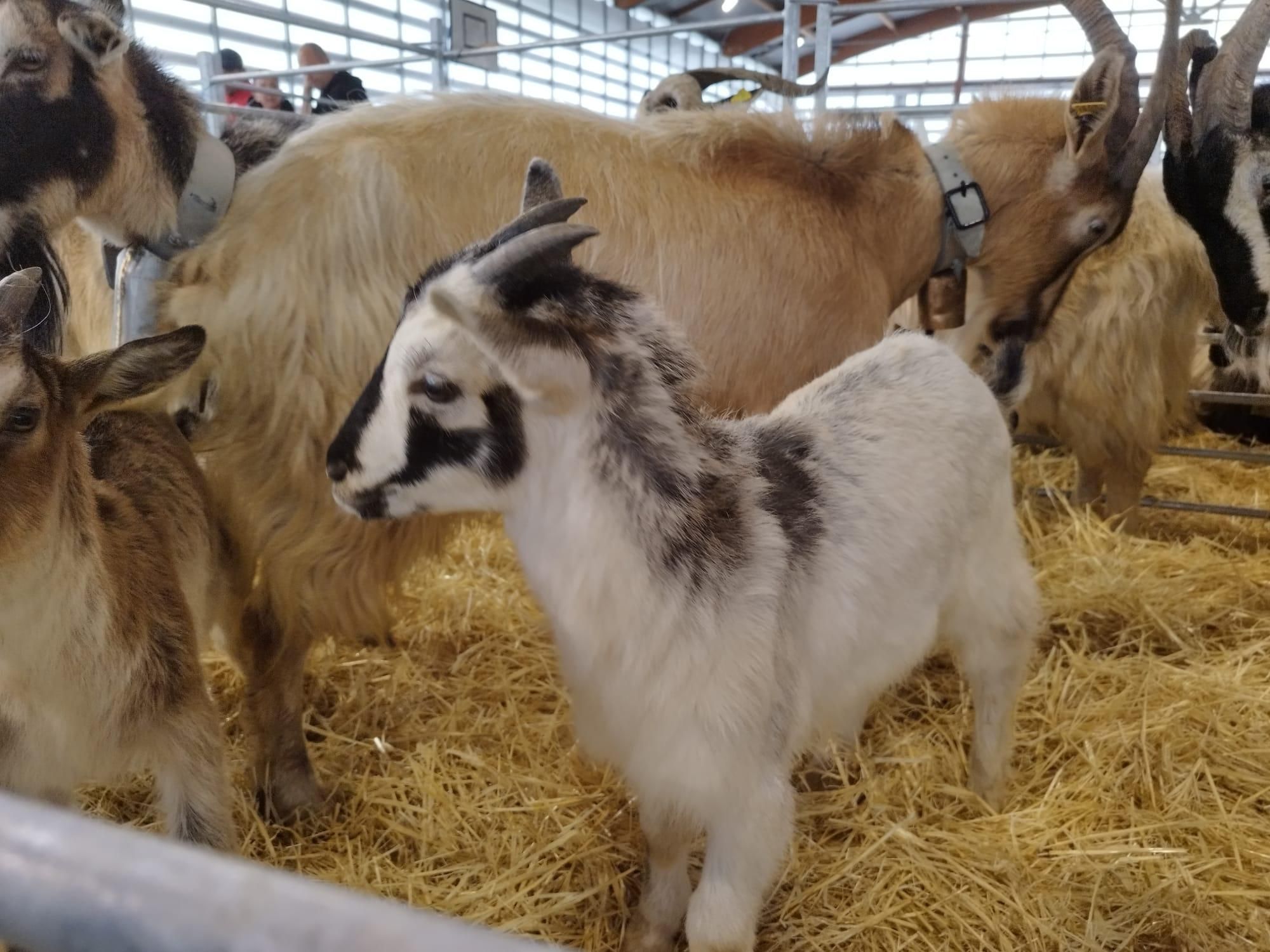 4º Concurso de Ovejas Carranzana y Exposición de Cabras en Soto de Agues (Sobrescobio)