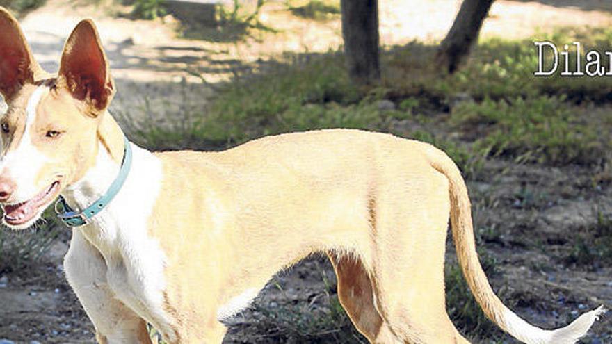 Uno de los cans eivissencs que están en adopción en la Fundación Gossos.