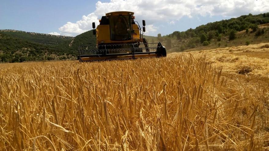 Pérdidas del 35 % en el cereal de Alicante debido a las restricciones en la siega por el riesgo de incendios y a la fauna silvestre