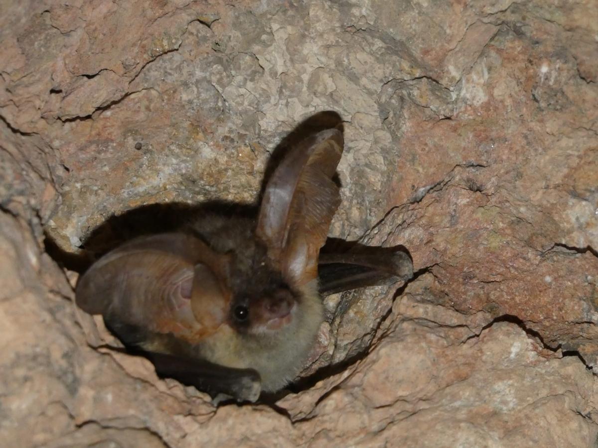 Un murciélago en la grieta de una cueva