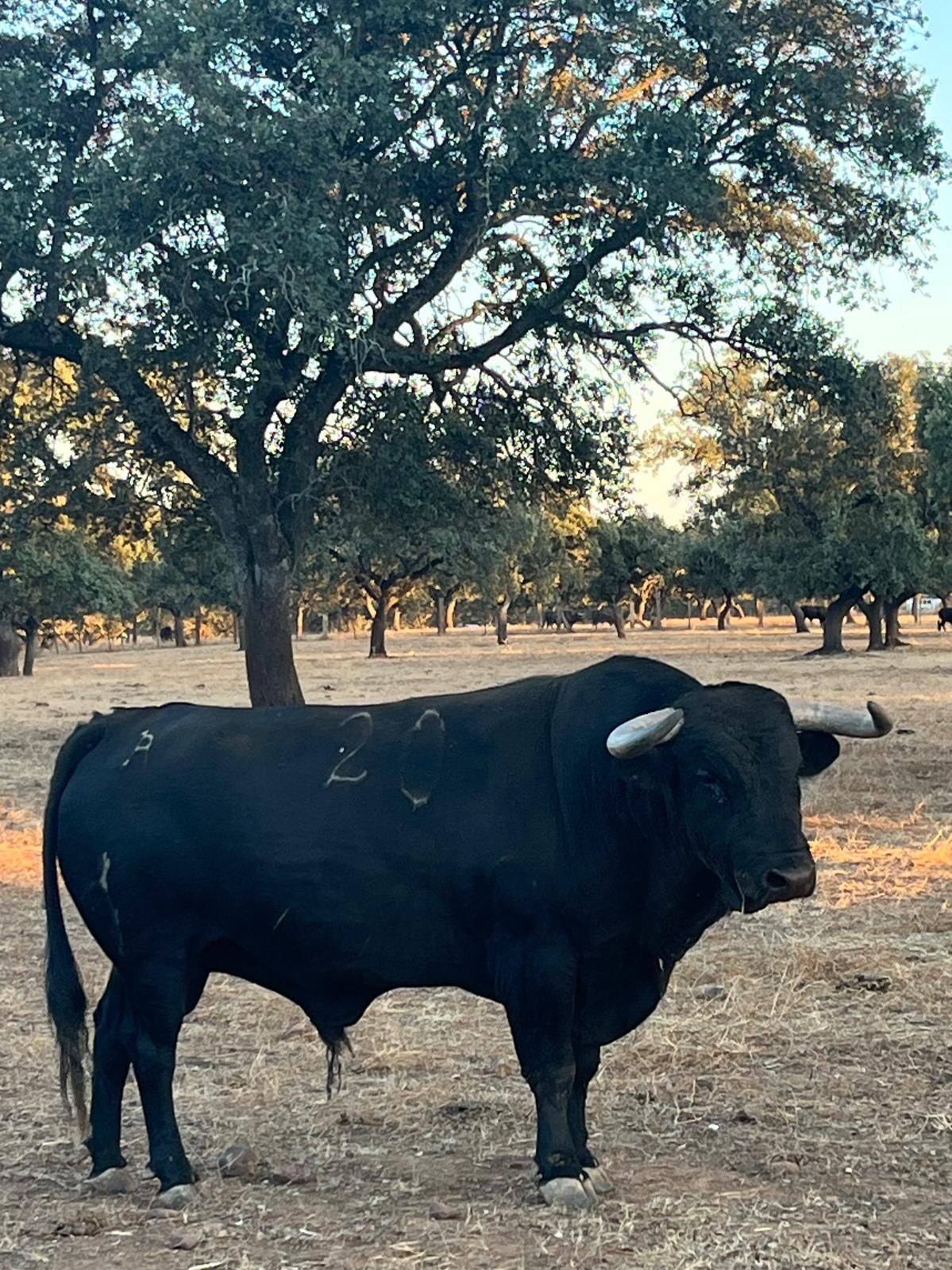 Las fotos de los 12 toros que exhibirá Almenara en sus fiestas patronales