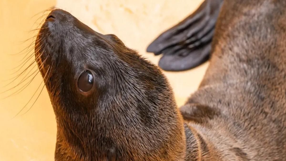 'Ozzy', el león marino nacido en Loro Parque