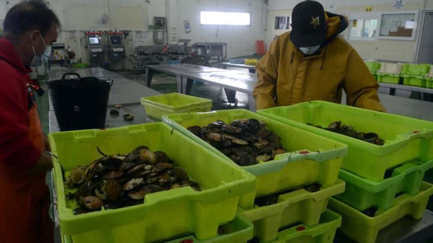 Dos pescadores limpian el marisco antes de colocarlo en la zona de subastas, en Cambados.   | // NOÉ PARGA 