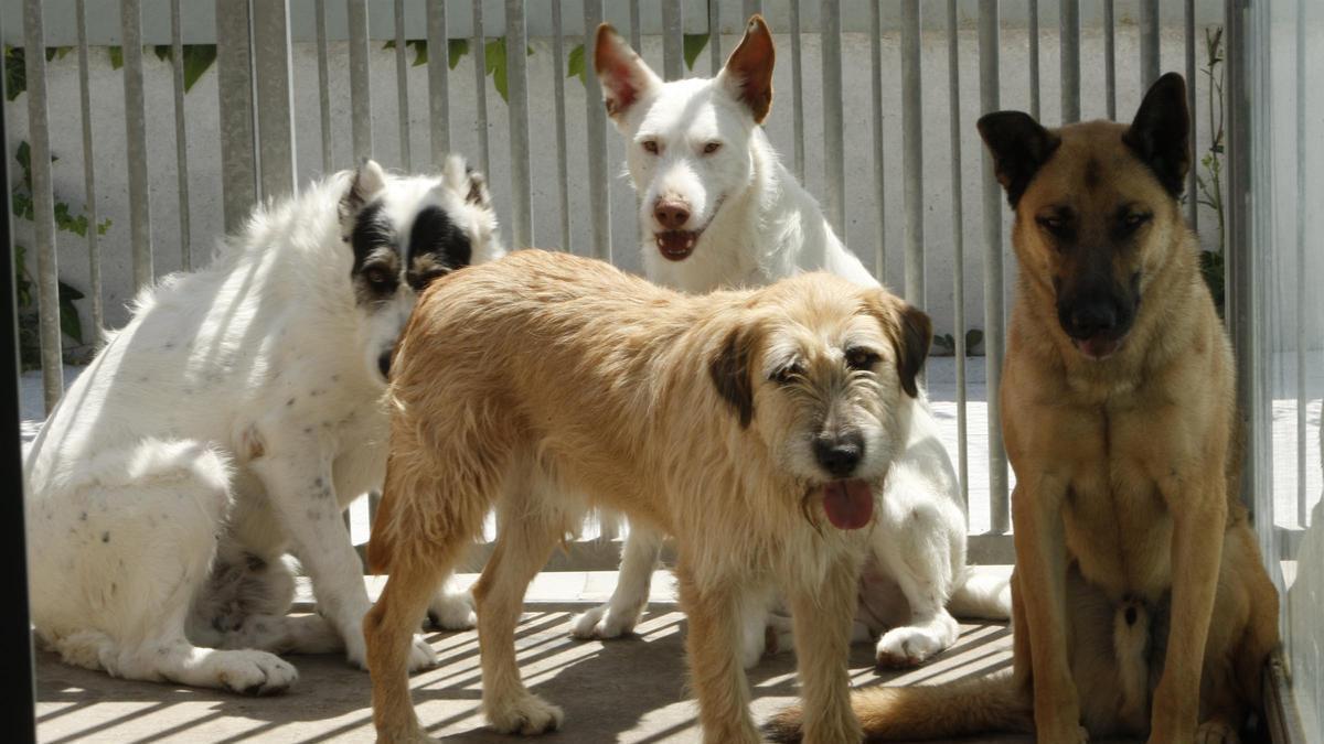 Unos perros en un centro de animales.