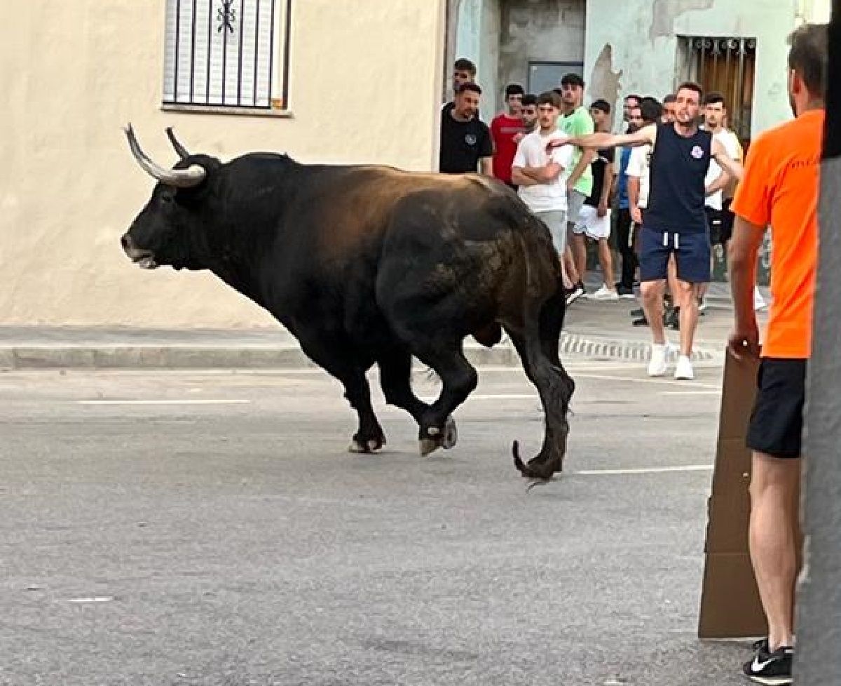 Imagen de uno de los toros que exhibieron este viernes.