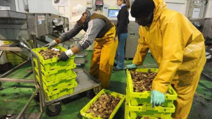 Dos marineros con cajas de volandeira en la lonja de Cambados.  // Iñaki Abella