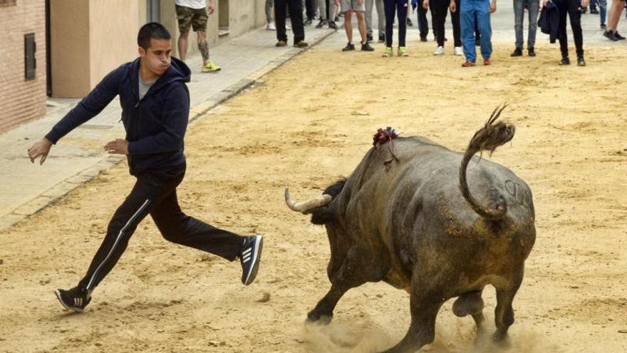 Quart de les Valls celebra el &#039;Bou de Maig&#039;