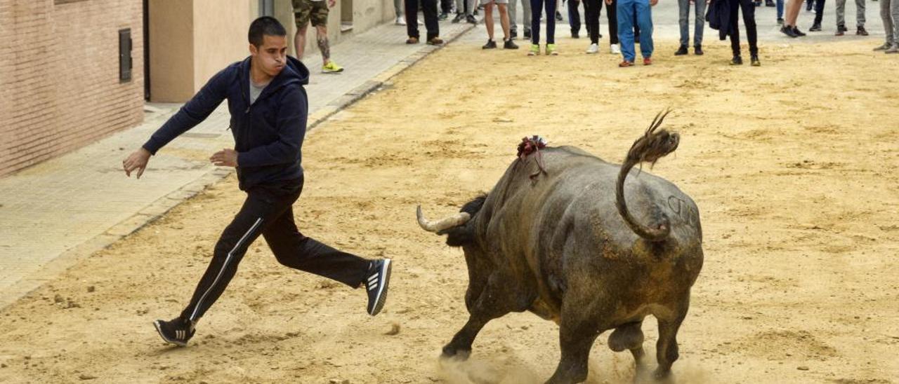 Quart de les Valls celebra el &#039;Bou de Maig&#039;