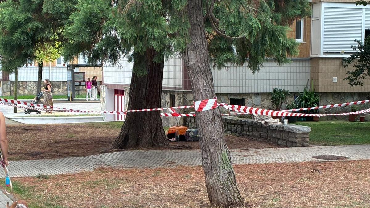 El transportín colocado junto al árbol.