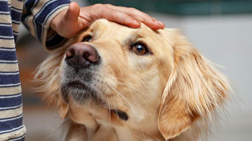 La psicología explica por qué algunas personas generan confianza en los perros desde el primer momento y otras rechazo