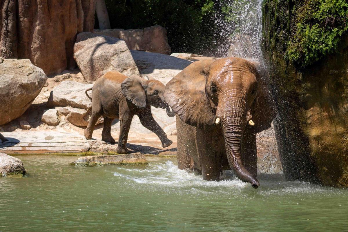 Elefantes de la sabana jugando en el lago de agua en Bioparc Valencia