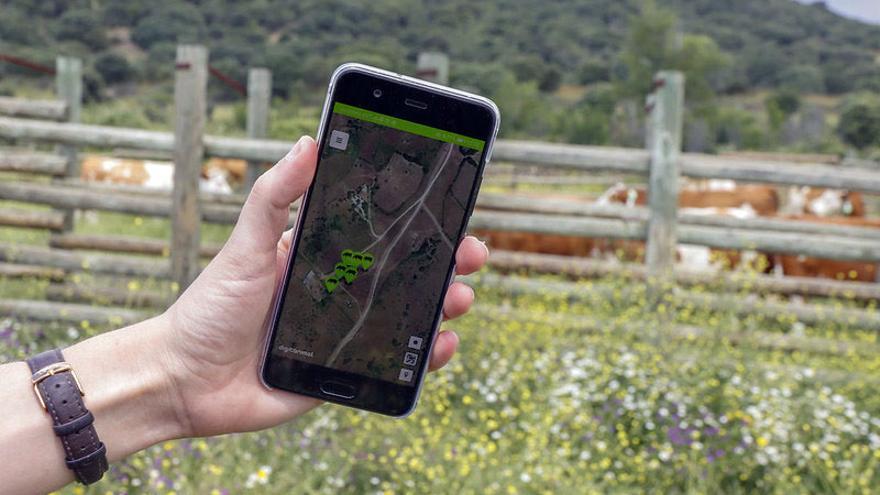 Sesiones virtuales con ganaderos de Extremadura para presentar los cencerros  del proyecto Gelob - Ganadería