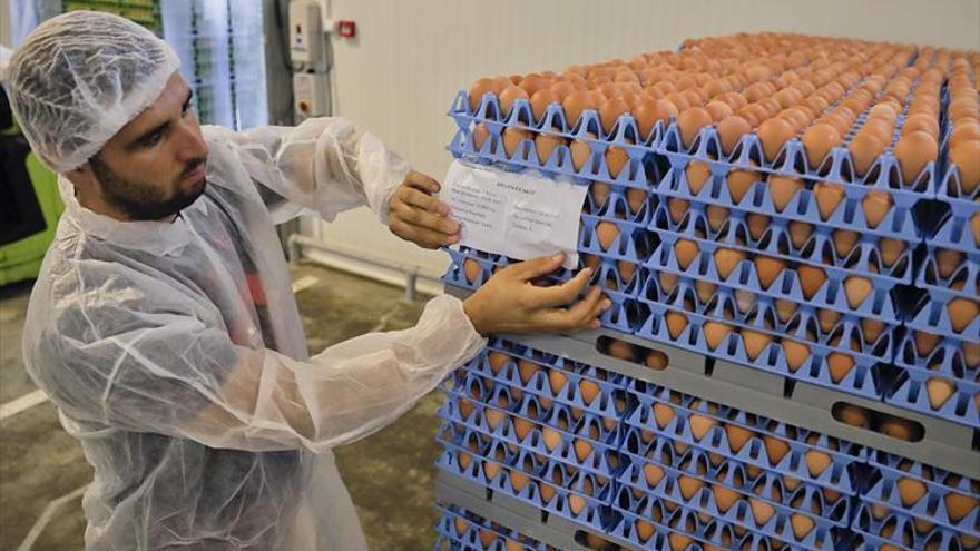 Inmovilizan 20.000 unidades de huevo tóxico en una empresa del País Vasco