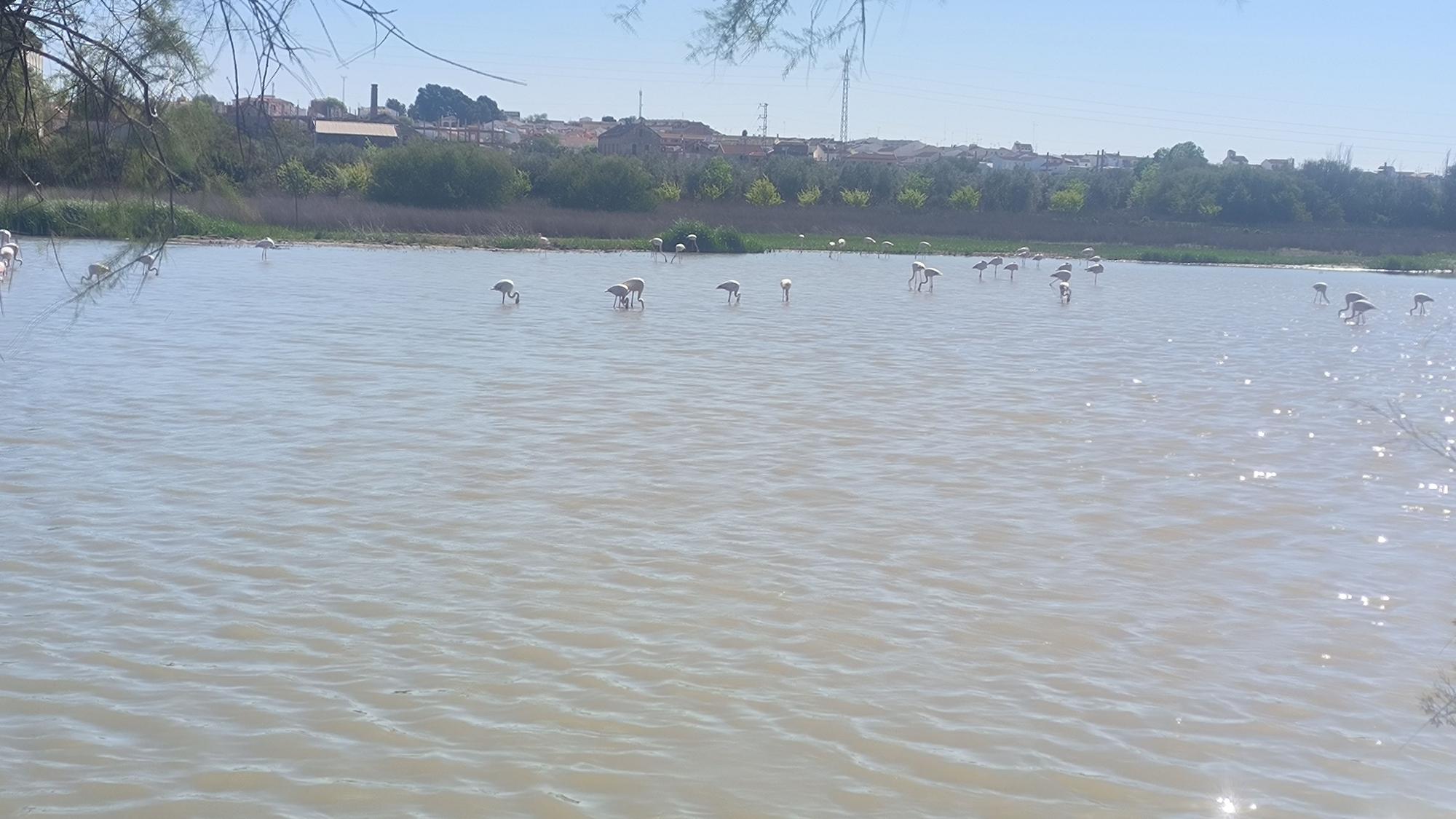 Acto de conmemoración de los 40 años de la Laguna de Fuente de Piedra como Reserva Natural.