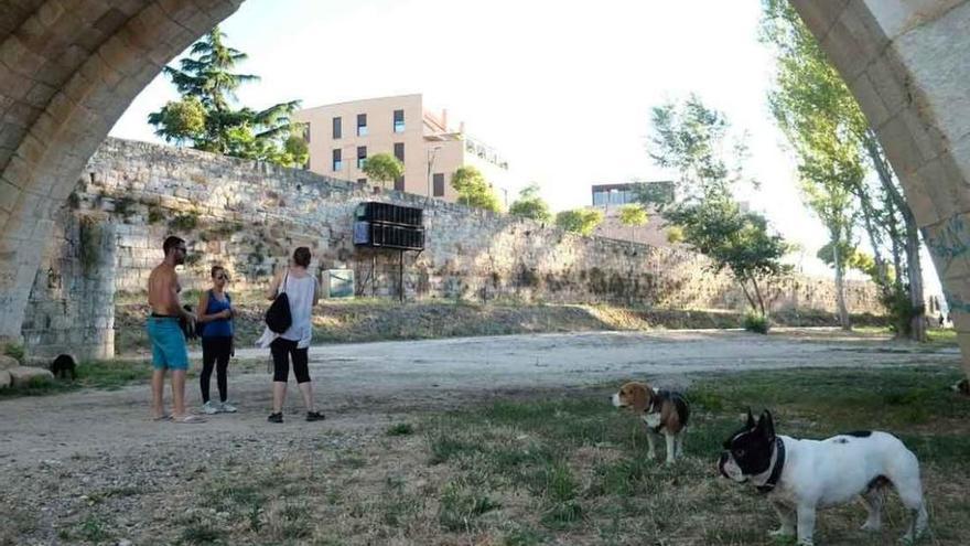 Animales pasean sin correa bajo el Puente de Piedra en la margen izquierda del Duero.