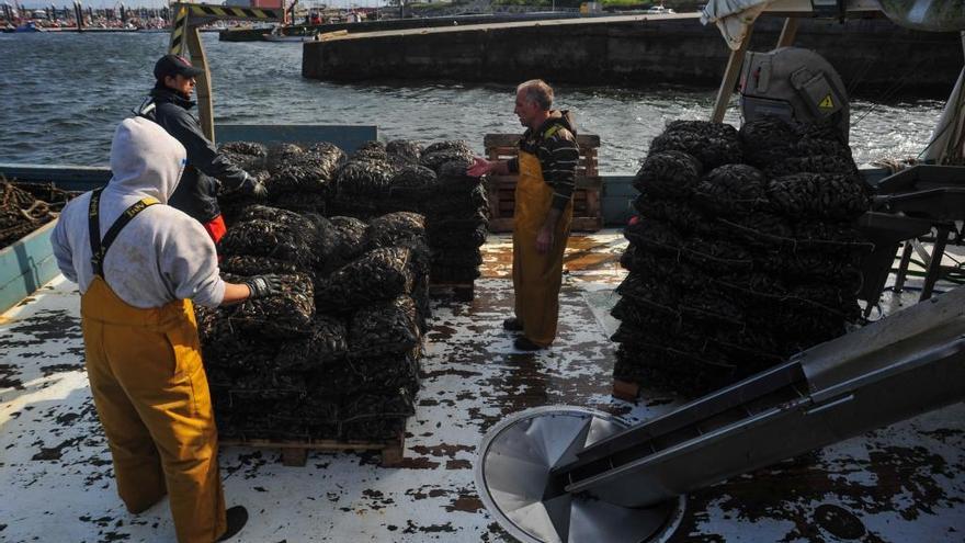 Descargas de mejillón en A Illa de Arousa.