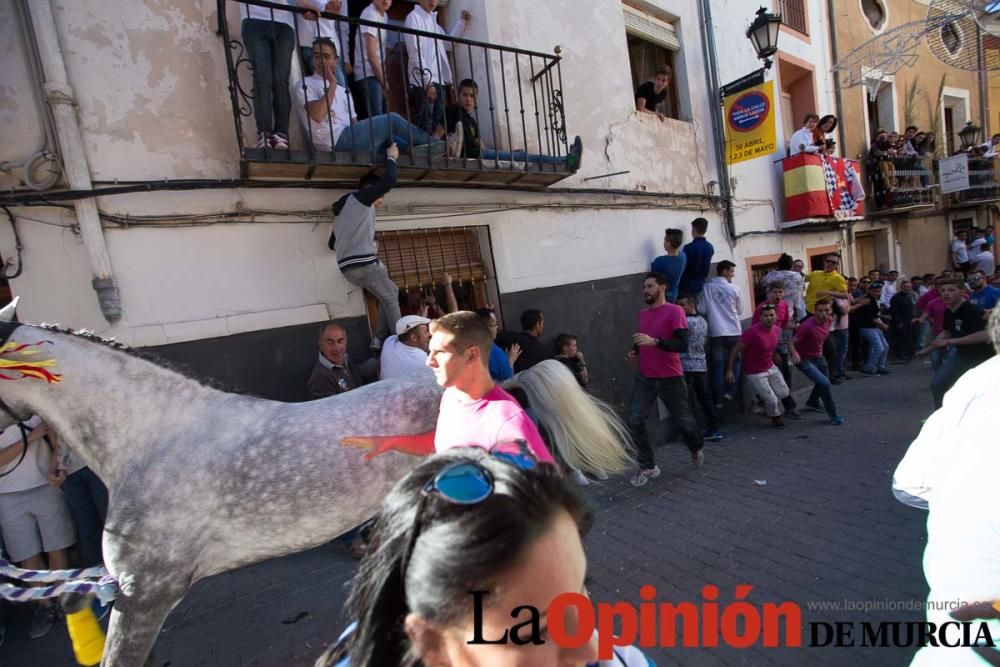 Caballo a pelo Caravaca (Desfile)