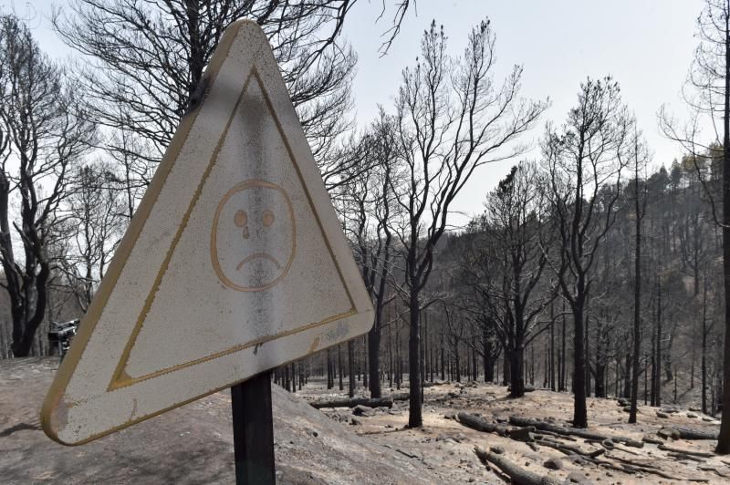 24-08-2019 TEJEDA. Zonas quemadas junto a la carretera de Cruz de Tejeda a Pinos de Galdar  | 24/08/2019 | Fotógrafo: Andrés Cruz