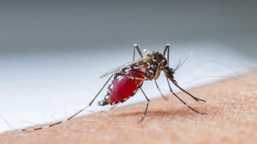 Virus Zika: qué es y cómo actúa