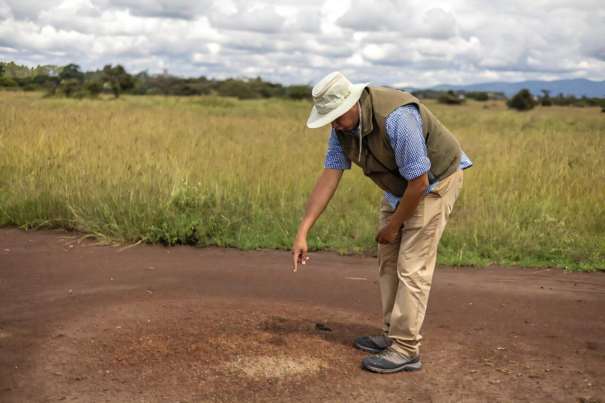 El experto Dino Martins, examinando nido de hormigas en Kenia