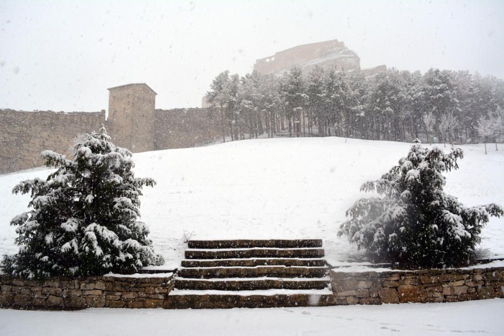 Morella