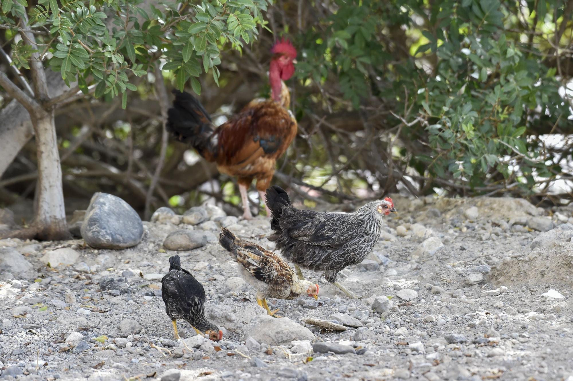 Colonia de gallos y gallinas sueltas por las calles de Salto del Negro