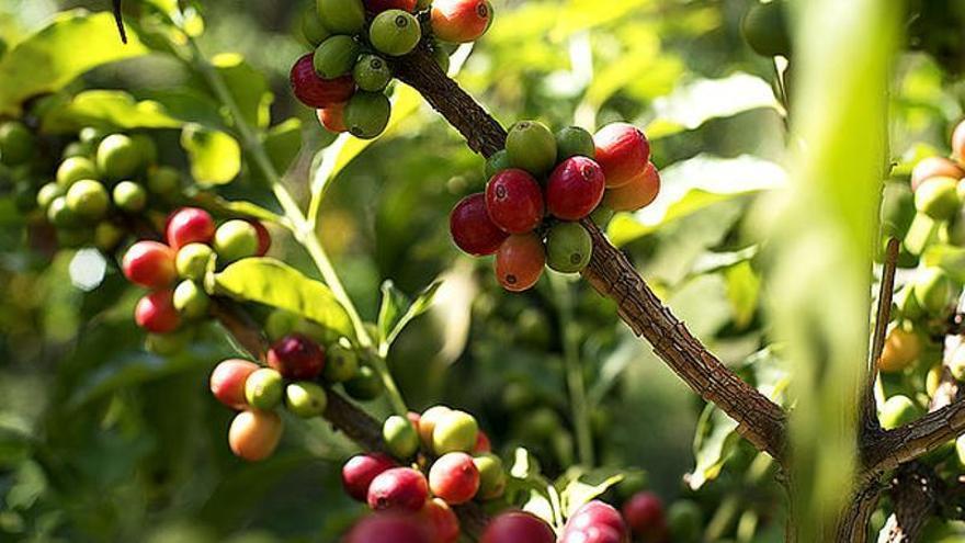 Una de las cafeterías "más bonitas de Gran Canaria": café de especialidad, té matcha y cocina consciente