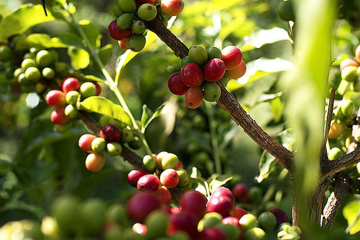 Cultivo de café.