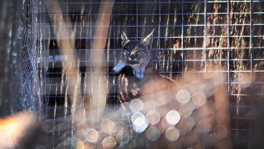 Un lince liberado en Cabañeros recorre 600 kilómetros para volver al Guadalmellato en Córdoba