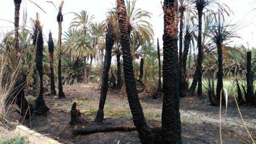 Estado en el que quedó la zona afectada por las llamas, entre El Hondo y la carretera de Matola