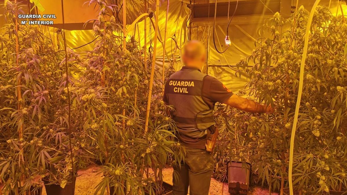 Desmantelan una plantación de marihuana en Calp