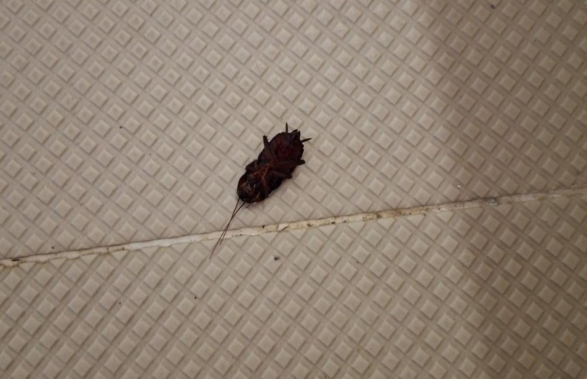 Los usuarios se encontraron cucarachas en la sauna.