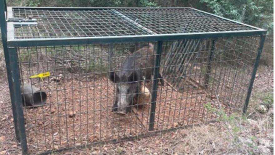 Un pueblo de Castellón seguirá con jaulas trampa ante la plaga de jabalís: capturan 273 en un año