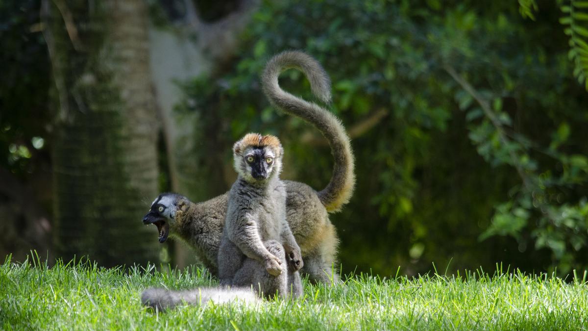 Ejemplares de lémures frentirrojos en las instalaciones de BIOPARC València.