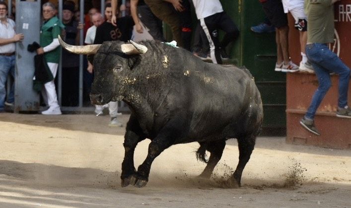 Las fotos del intenso miércoles de 'bous al carrer' de la Fira d'Onda, con visita de Bruno Soriano