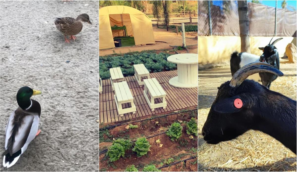 Granja escuela El Pato, el mejor plan familia a 15 minutos del Centro de Málaga