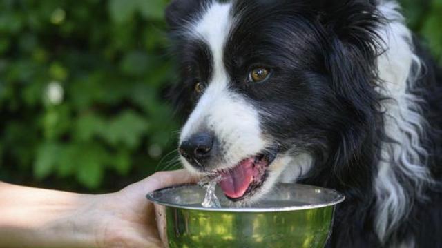 Frisches Wasser ist unverzichtbar.